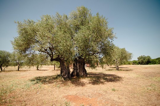 Tour image 6